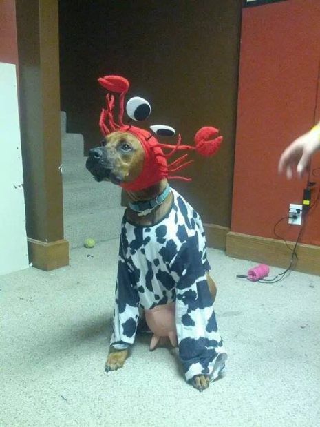 Pets in costume